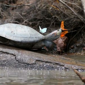 En el Amazonas las mariposas beben las lágrimas de las tortugas (vídeo)
