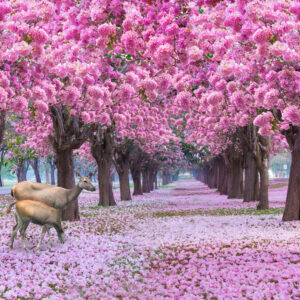 Ciervos descansando bajo cerezos en flor