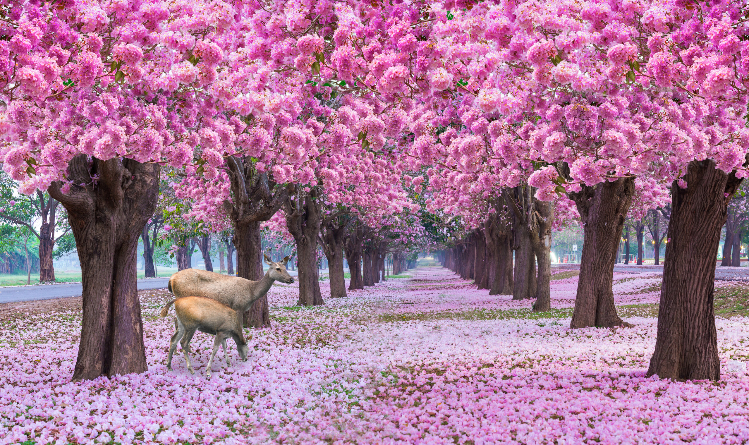El vídeo de los ciervos bajo los cerezos en flor de Japón que ha