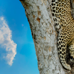 La magia de los leopardos casi invisibles